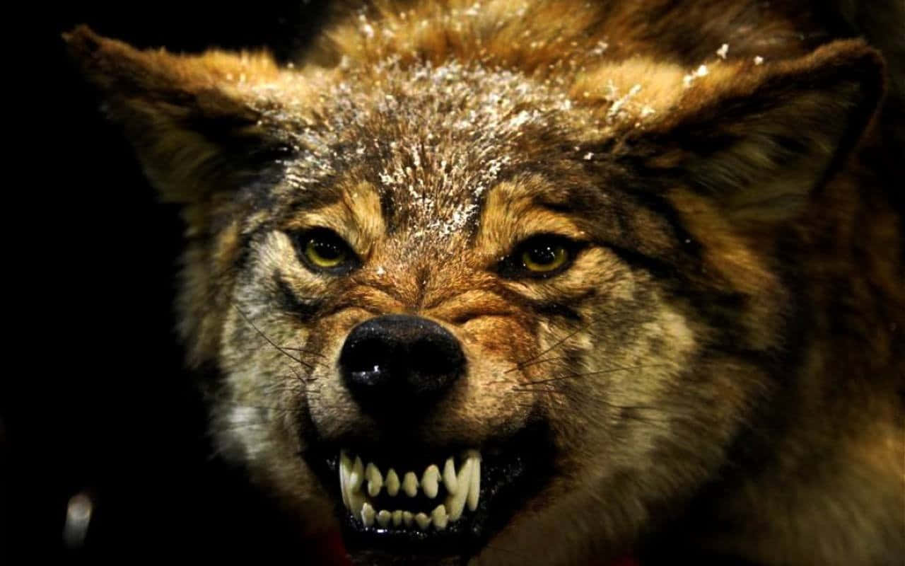 Angry Wolf, snowflakes, bared teeth, HD Desktop Wallpaper