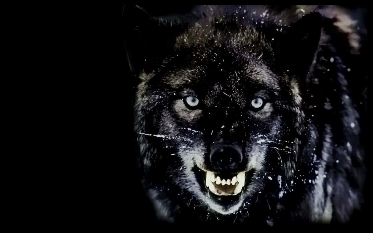 Angry Wolf, black wolf, glowing eyes, HD Desktop Wallpaper