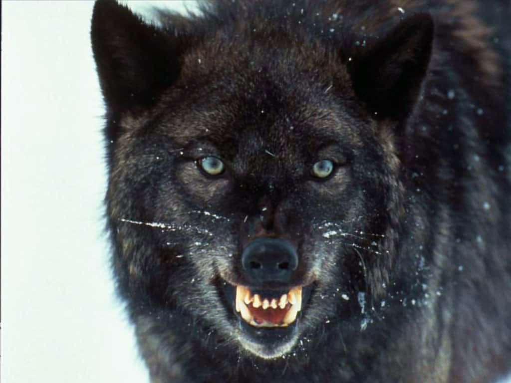 Angry Wolf, black wolf, piercing green eyes, SD Desktop Wallpaper