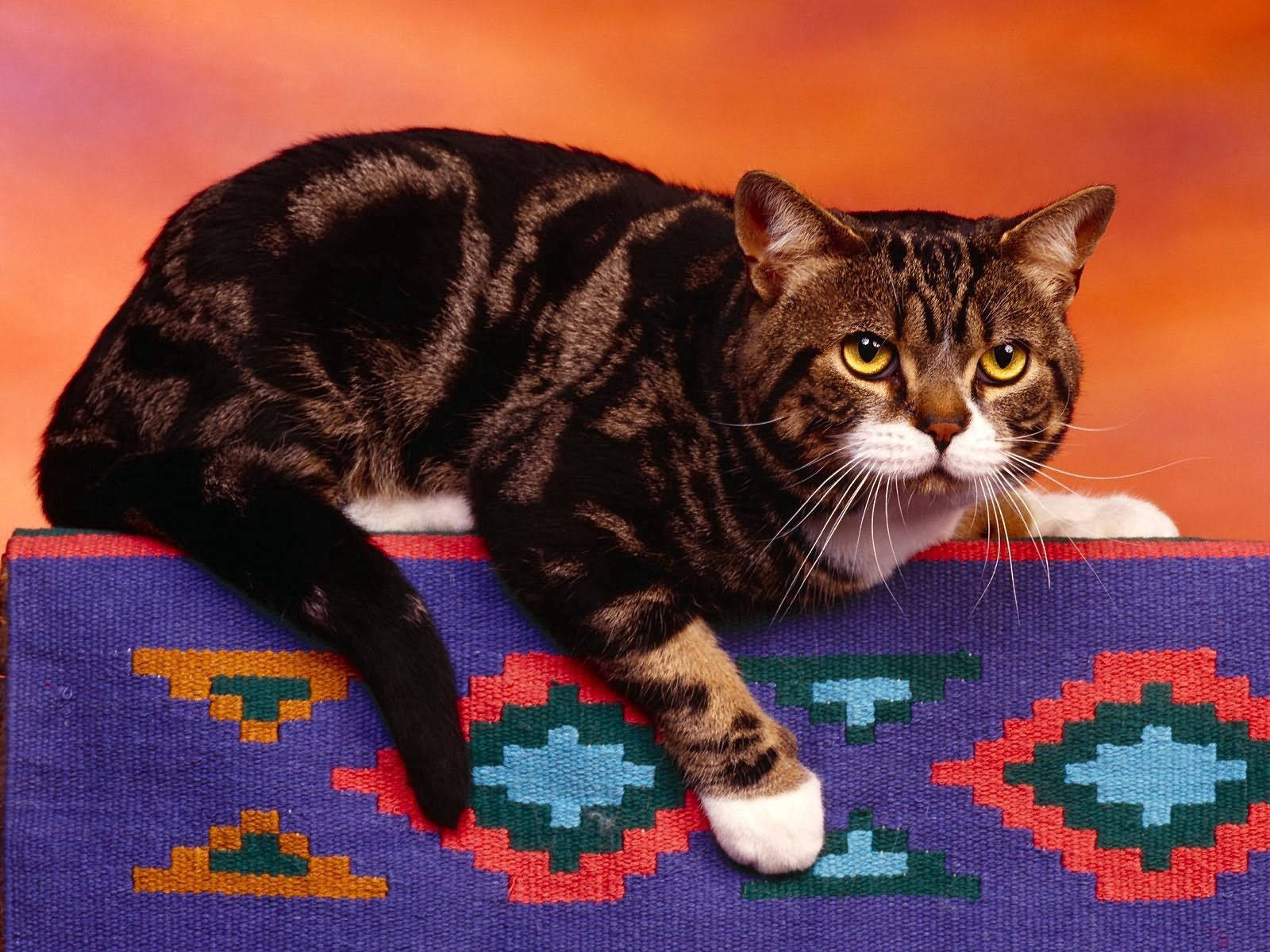 angry tabby cat, yellow eyes, geometric-patterned rug, HD Desktop Wallpaper