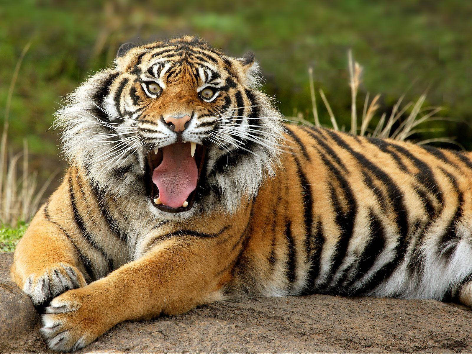 large angry tiger, orange stripes, roars powerfully, HD Desktop Wallpaper