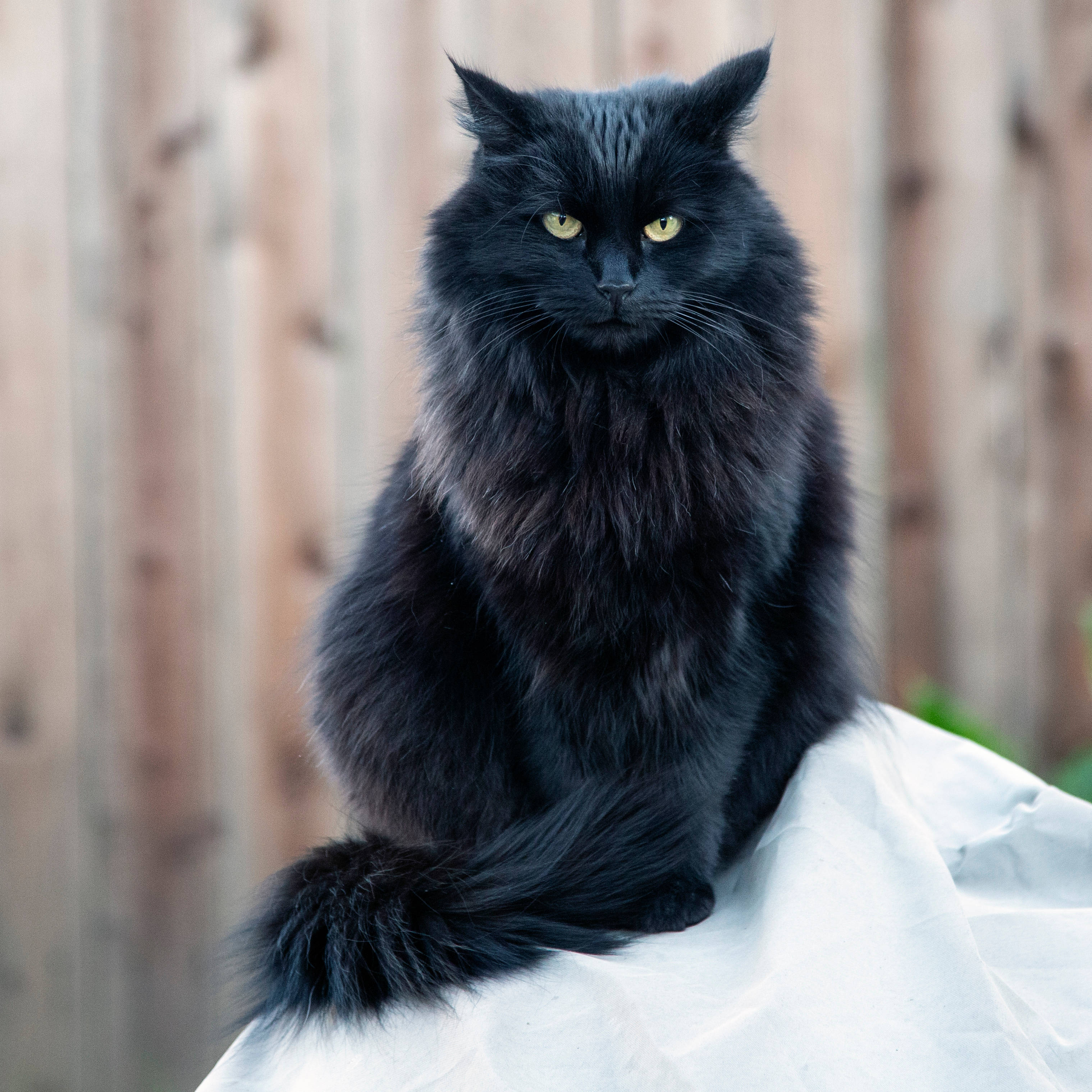 Angry, black, fluffy cat, 2K Desktop Wallpaper