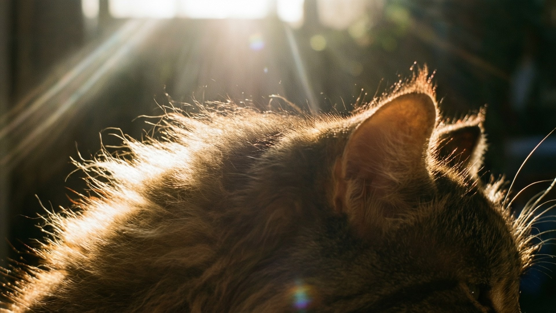 sunlit, tabby cat, fluffy back, Full HD Desktop Wallpaper
