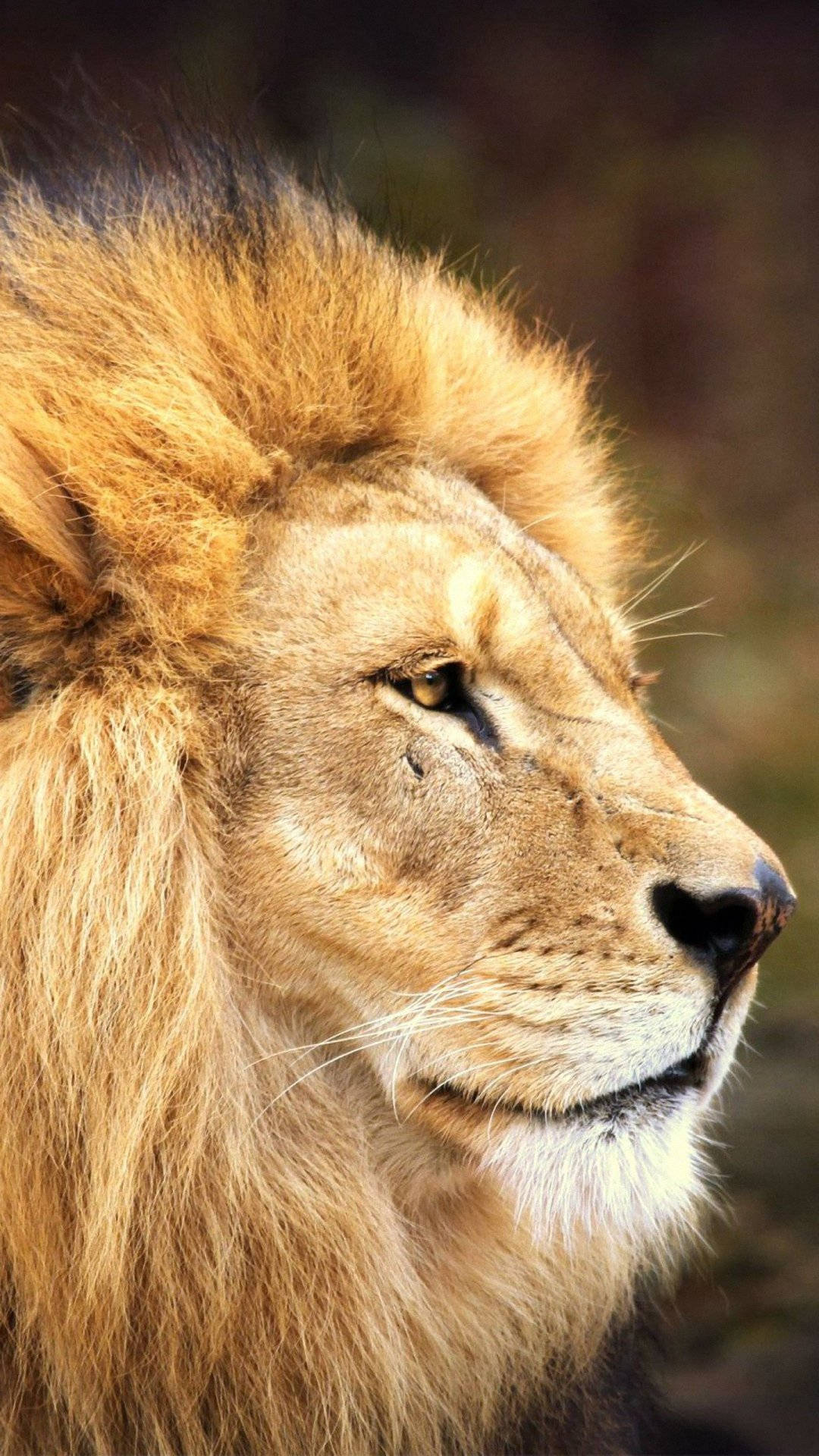 lion, golden mane, profile, Full HD Phone Wallpaper