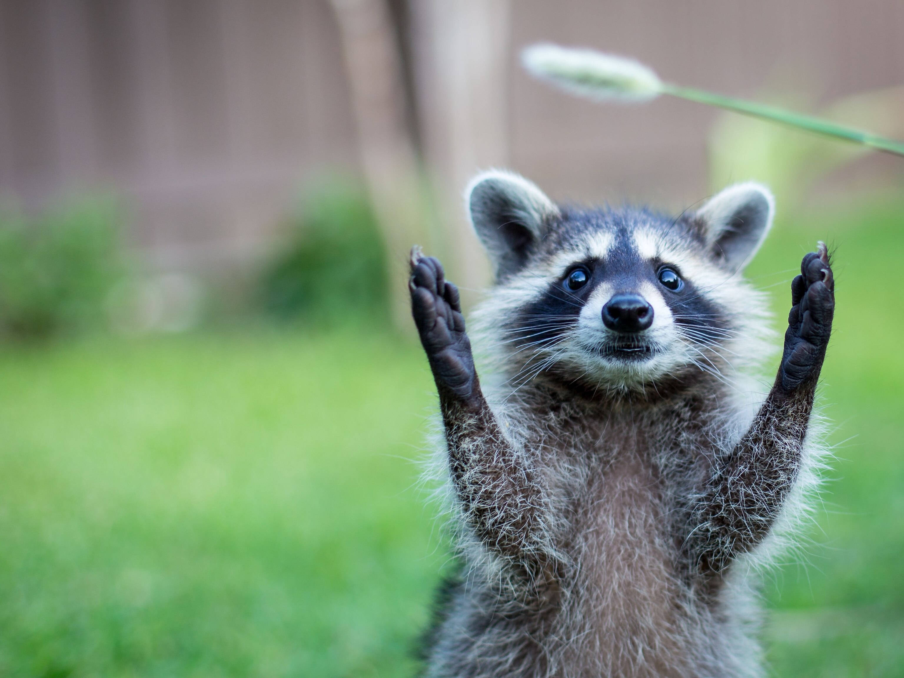 raccoon, baby raccoon, grass, 2K Desktop Wallpaper