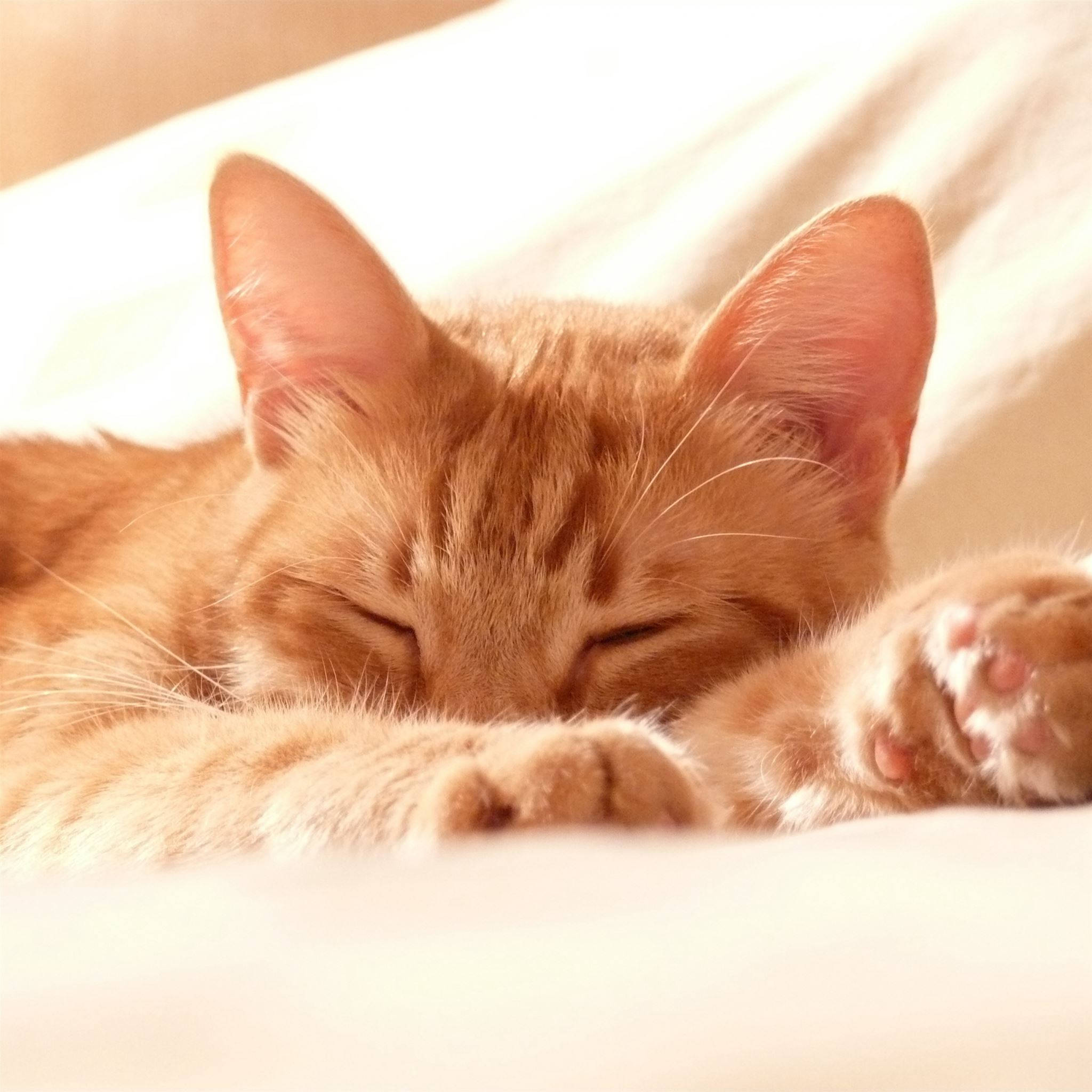 ginger cat, soft white bedding, warm golden light, Full HD Desktop Wallpaper
