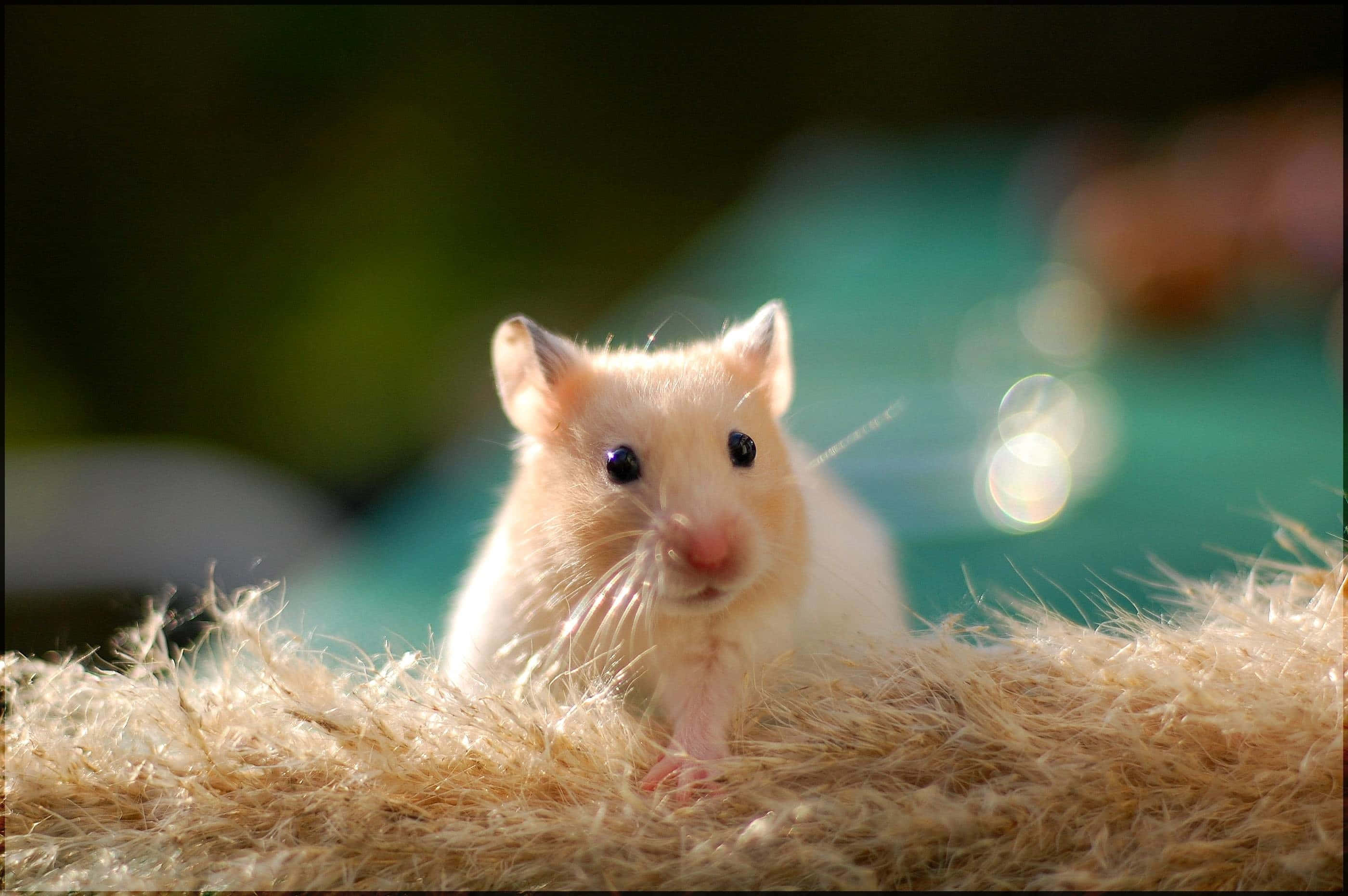 golden hamster, dark eyes, fluffy straw, 2K Desktop Wallpaper
