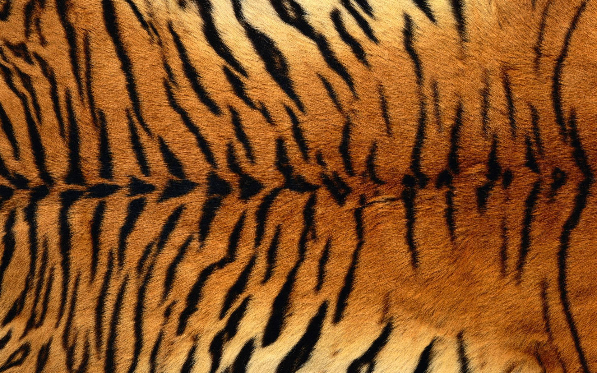 tiger, black stripes, warm orange, Full HD Desktop Wallpaper