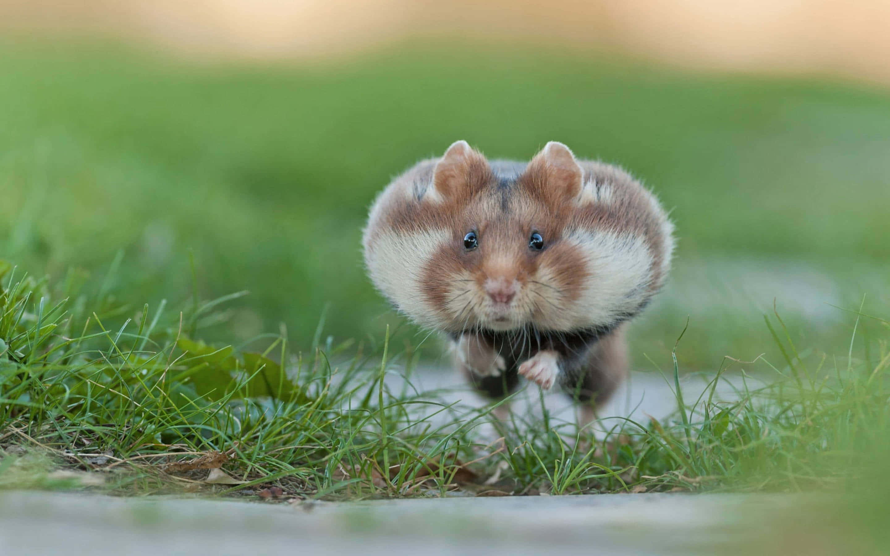 hamster, fluffy, brown and white, 2K Desktop Wallpaper