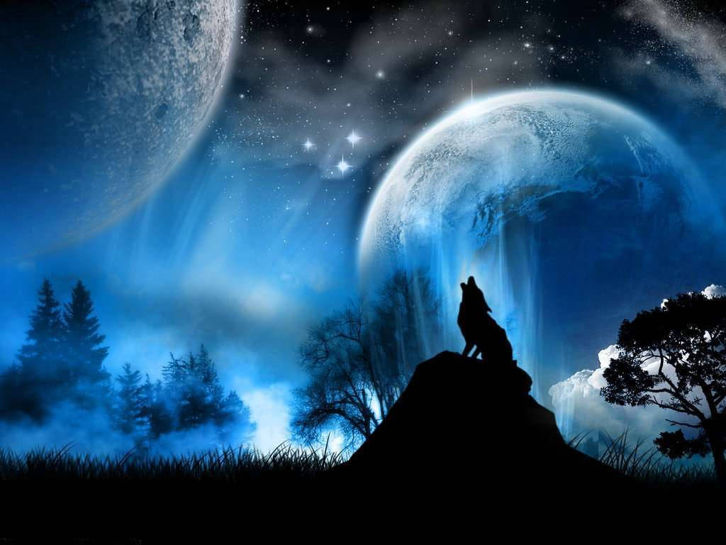 Animal Jam, lone wolf, starry sky, SD Desktop Wallpaper