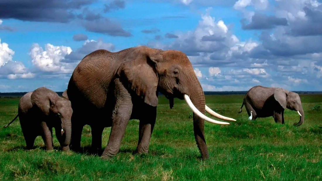 Animal Planet