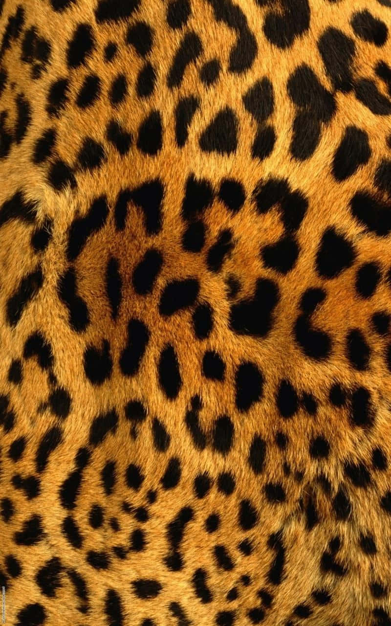 leopard print, golden fur, black rosettes, HD Phone Wallpaper