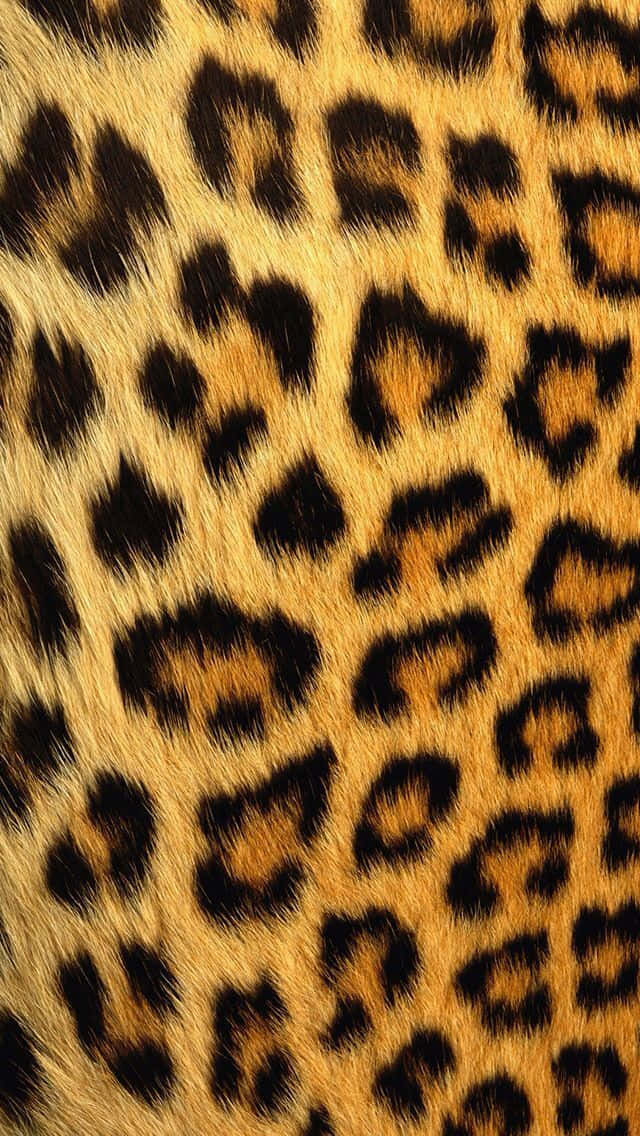Animal Print iPhone, golden-yellow leopard fur, bold black rosettes, SD Phone Wallpaper