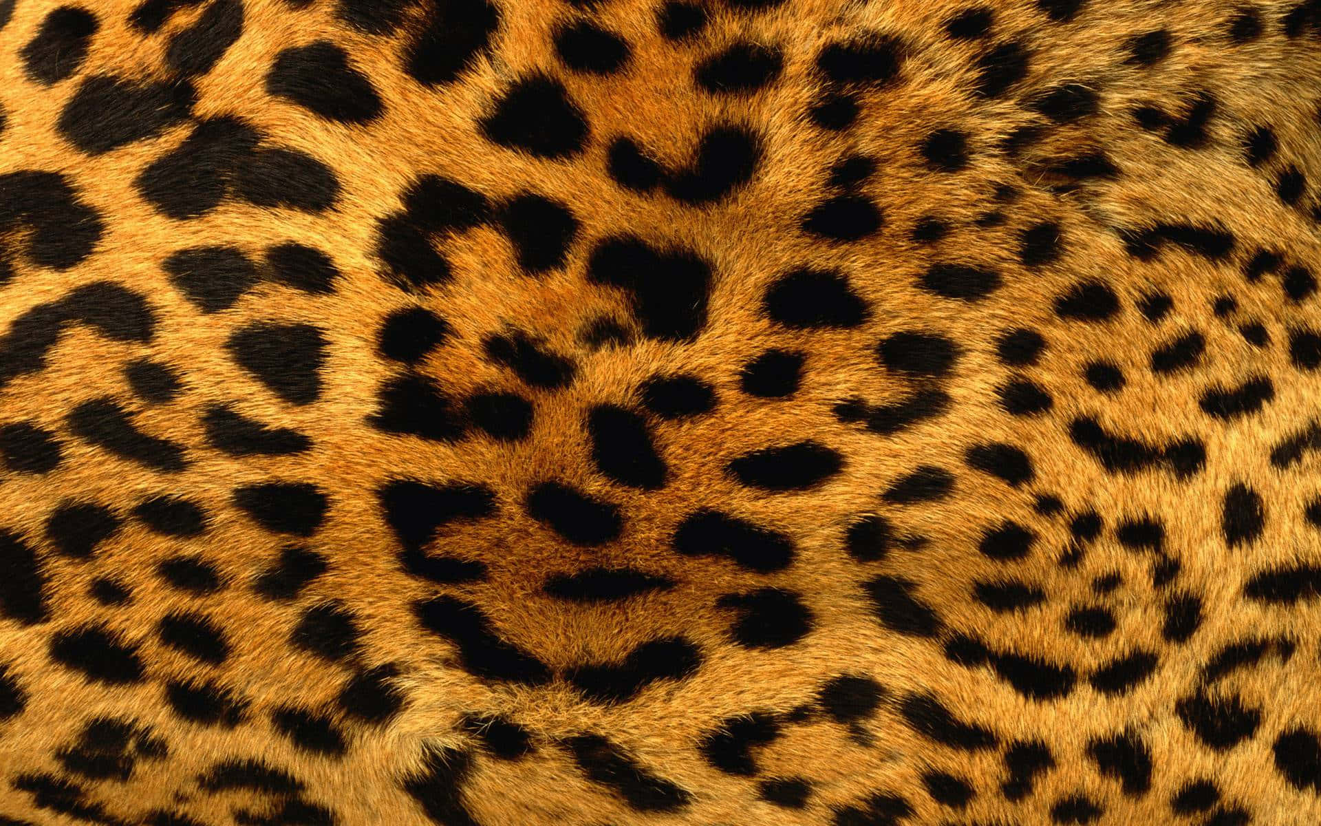 leopard, golden fur, black rosettes, Full HD Desktop Wallpaper
