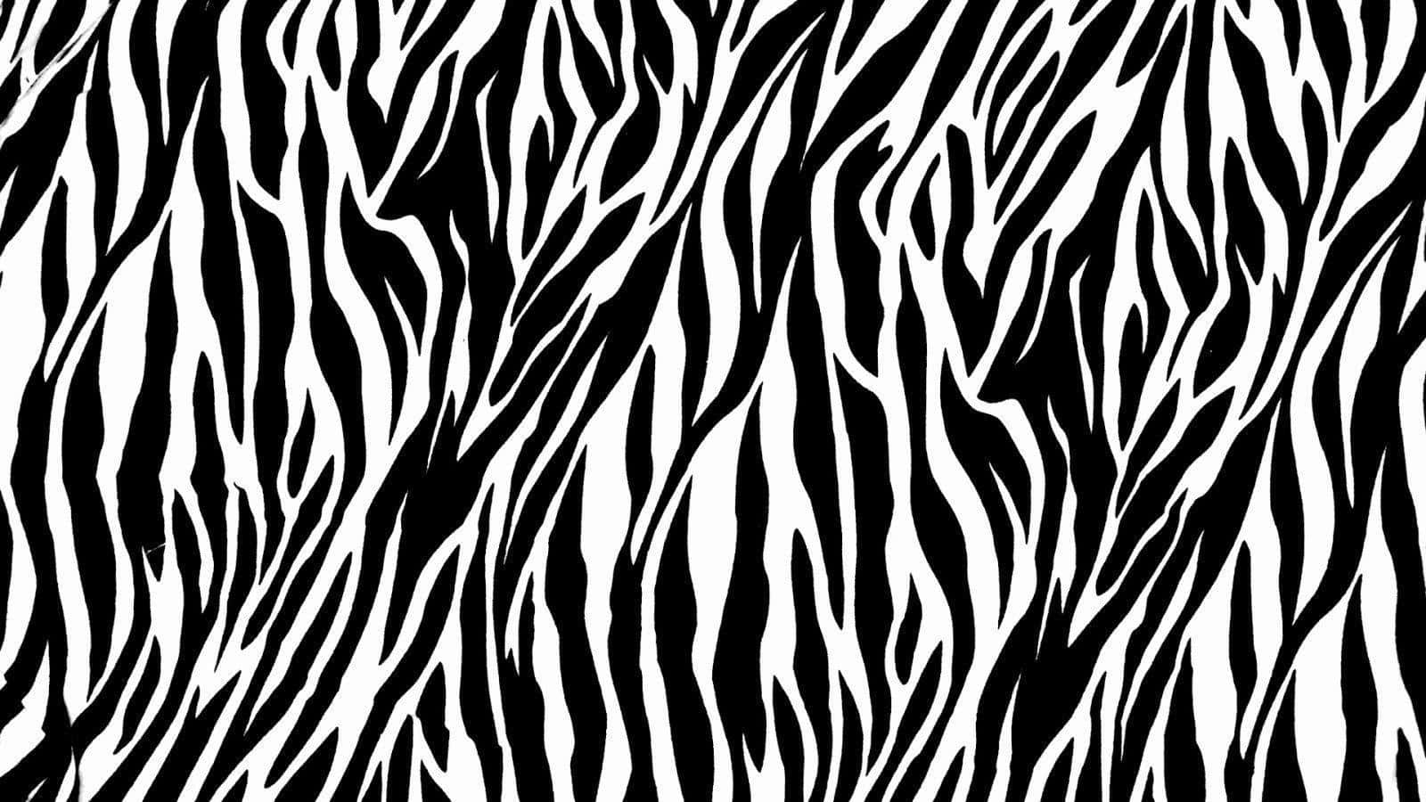 zebra stripe pattern, black and white, dynamic flowing design, HD Desktop Wallpaper