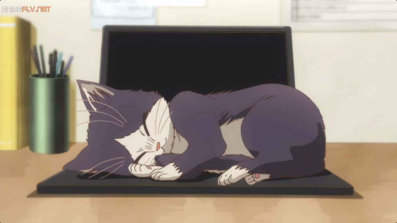 anime cat, purple and white, sleepy, HD Desktop Wallpaper