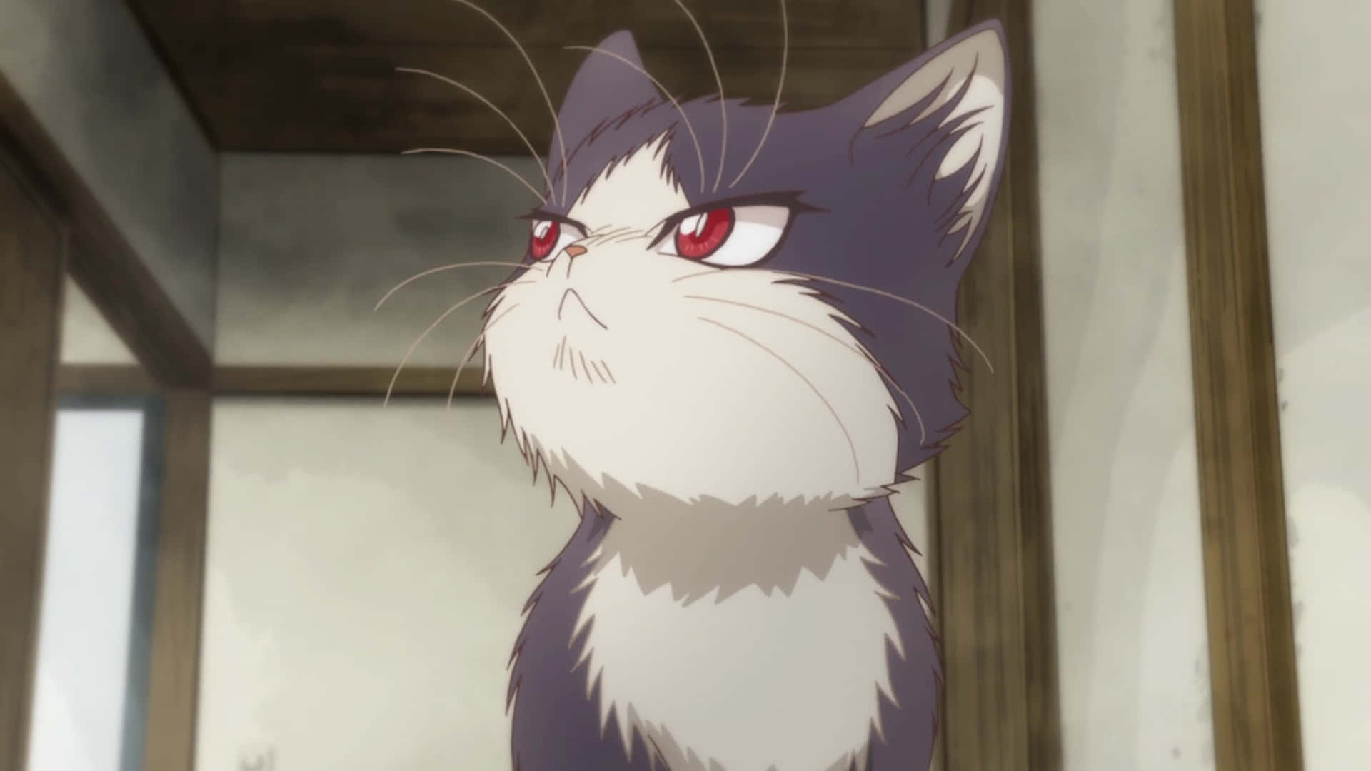 ginger cat, red eyes, white fur patches, Full HD Desktop Wallpaper