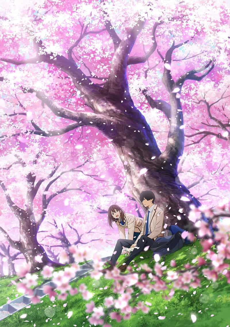Anime Cherry Blossom, cherry blossom tree, pink petals, SD Phone Wallpaper