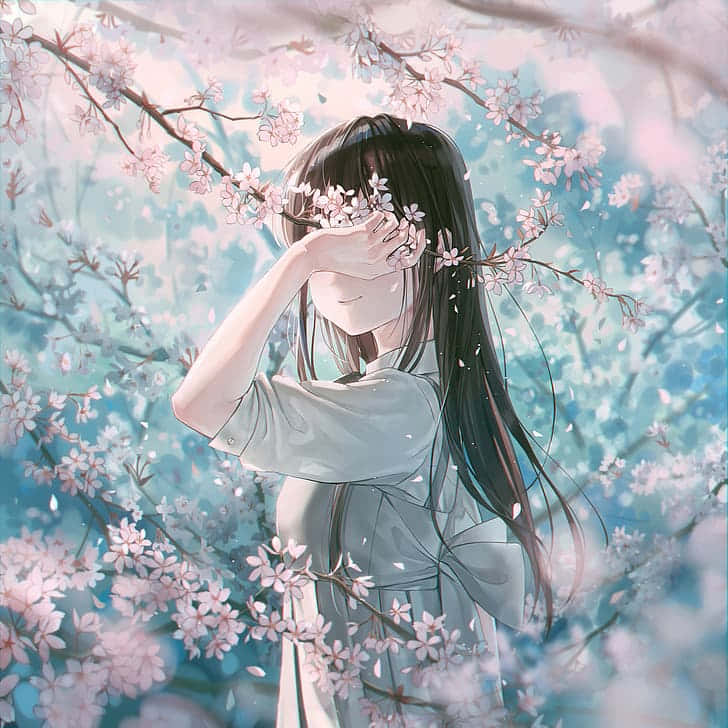 anime girl, long dark hair, blossoming cherry branches, SD Desktop Wallpaper