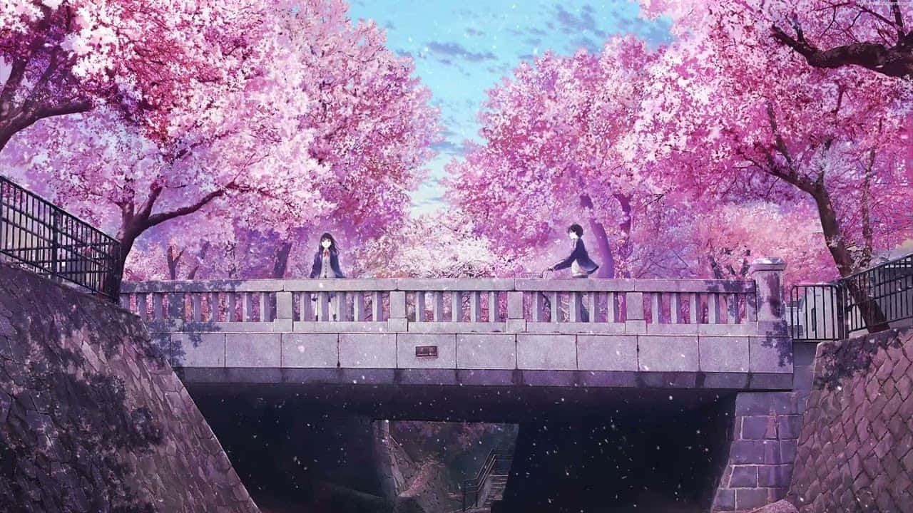 Anime Cherry Blossom, stone bridge, vibrant pink cherry blossoms, HD Desktop Wallpaper
