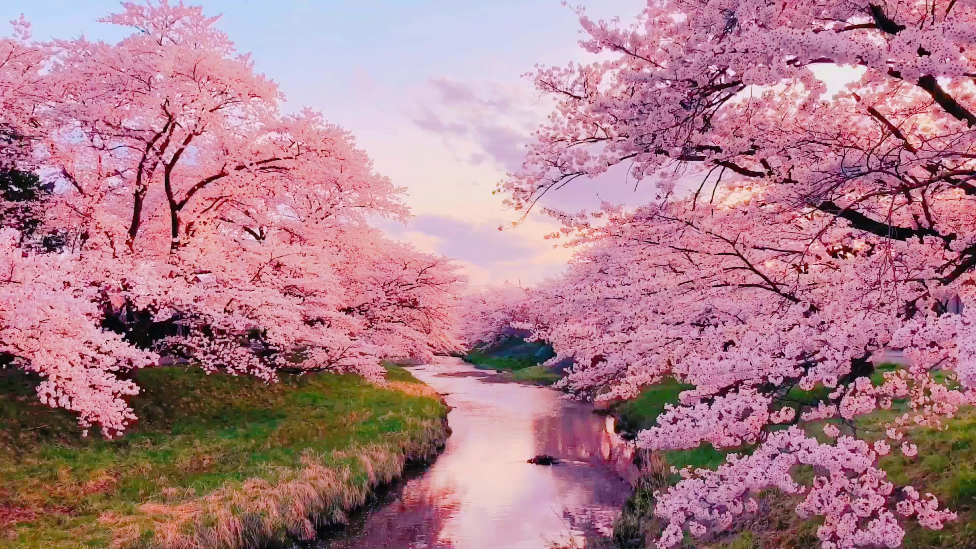Cherry Blossom River Sunset, cherry blossom trees, valley, 4K Desktop Wallpaper