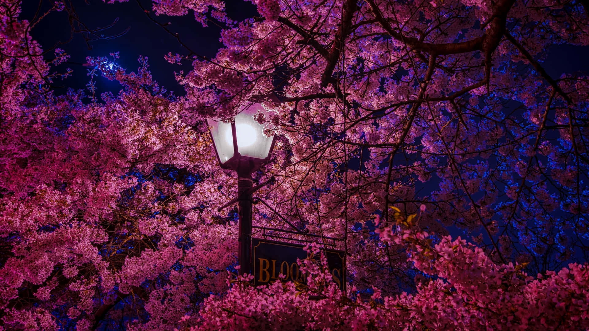 Nighttime Cherry Blossomsand Street Lamp, glowing streetlamp, vibrant pink cherry blossoms, Full HD Desktop Wallpaper