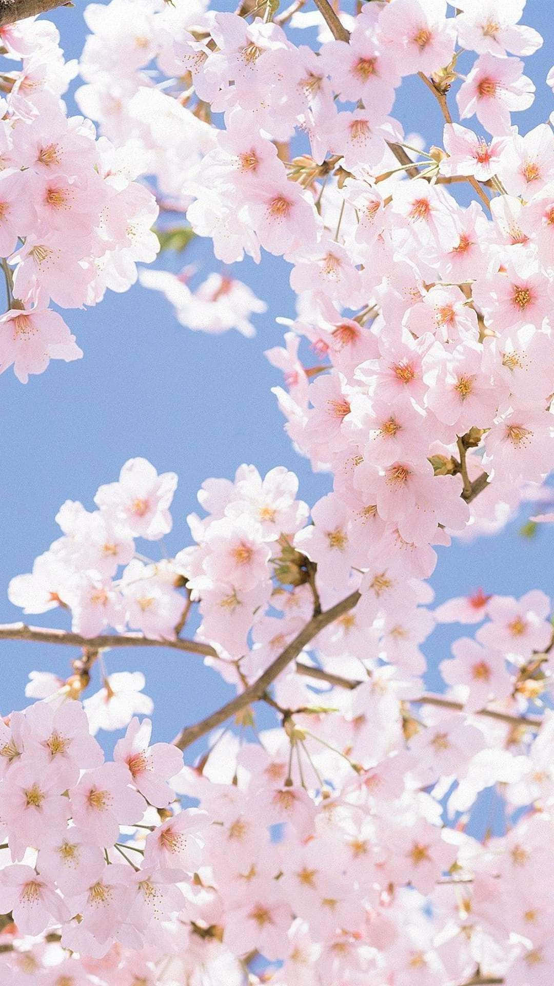 cherry blossoms, blue sky, pink, Full HD Phone Wallpaper