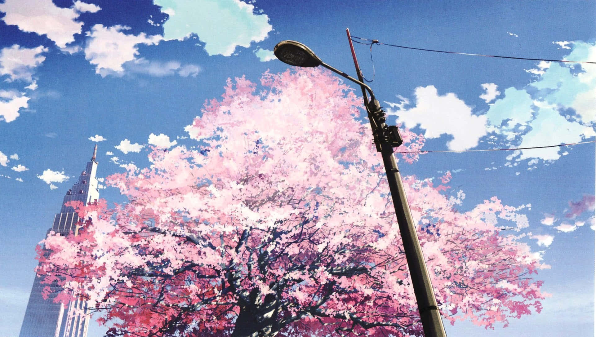 cherry blossom, urban, spring, Full HD Desktop Wallpaper