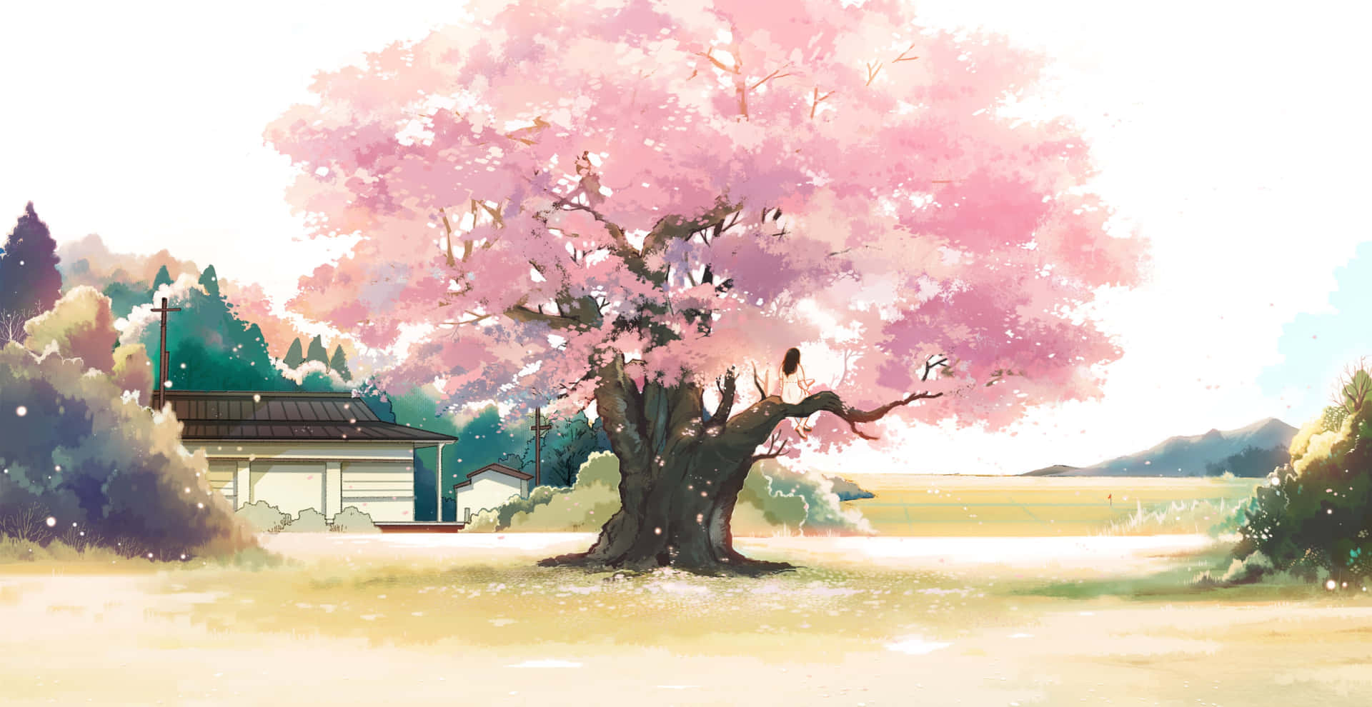 cherry blossom tree, pink bloom, small house, Full HD Desktop Wallpaper
