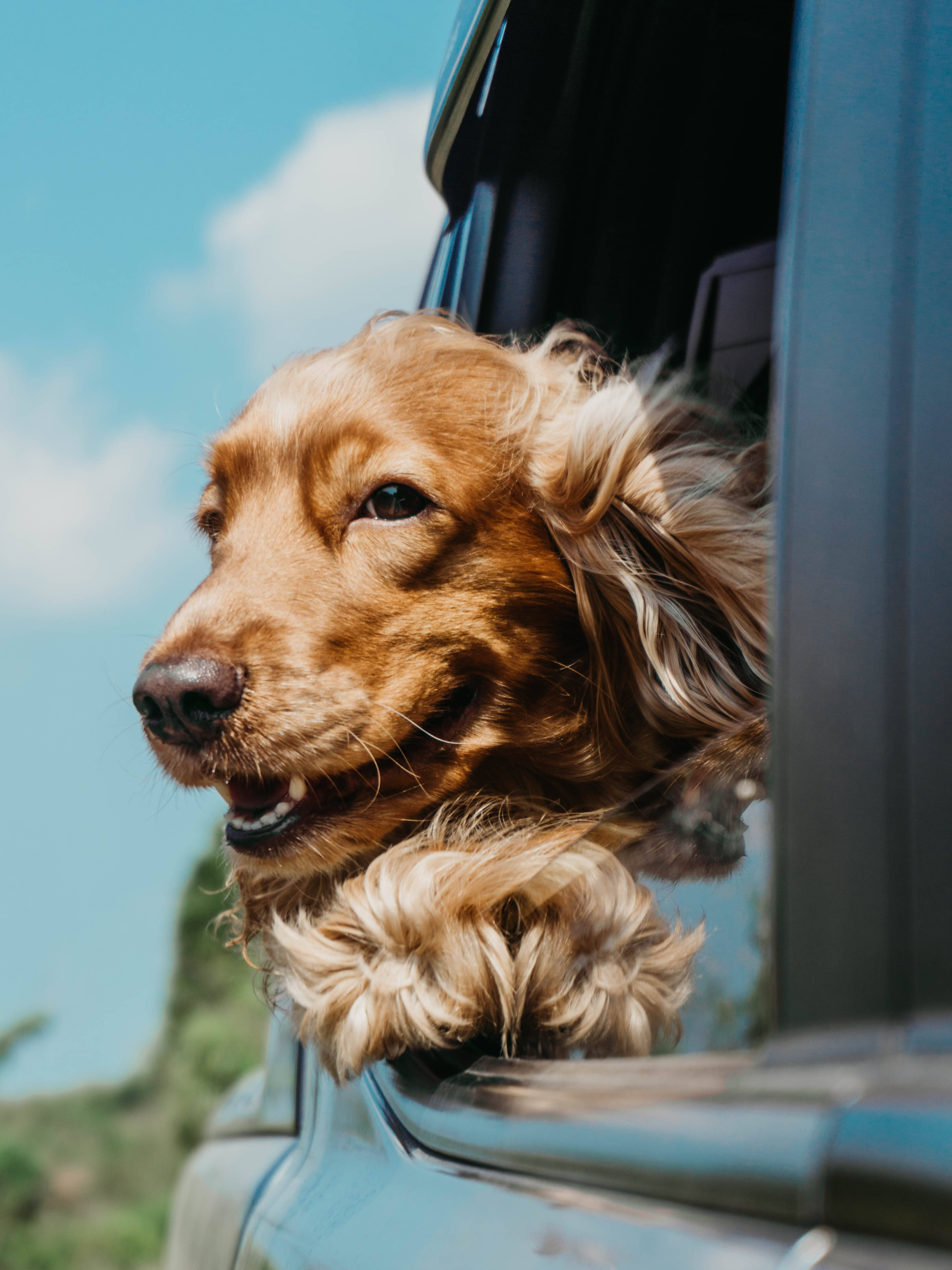 golden retriever, car window, sunny drive, 4K Phone Wallpaper