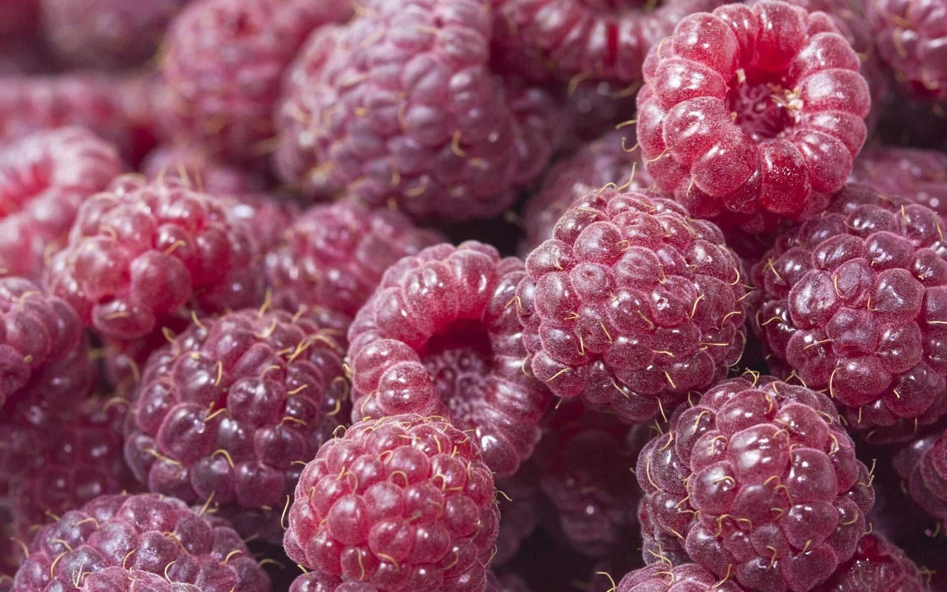 raspberry, juicy ripe raspberries, dewy droplets, Full HD Desktop Wallpaper