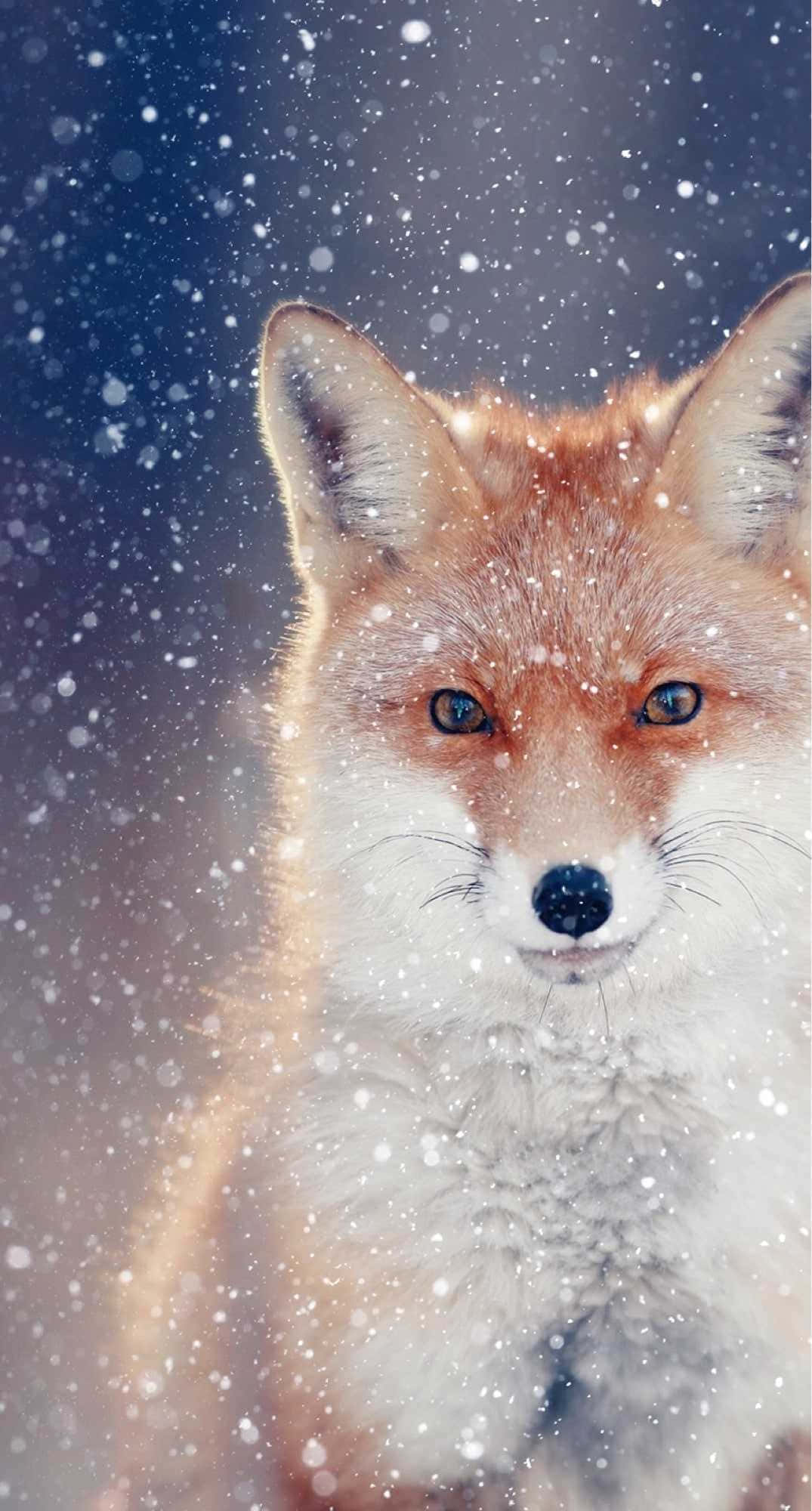 Anime Fox, red fox, piercing blue eyes, Full HD Phone Wallpaper