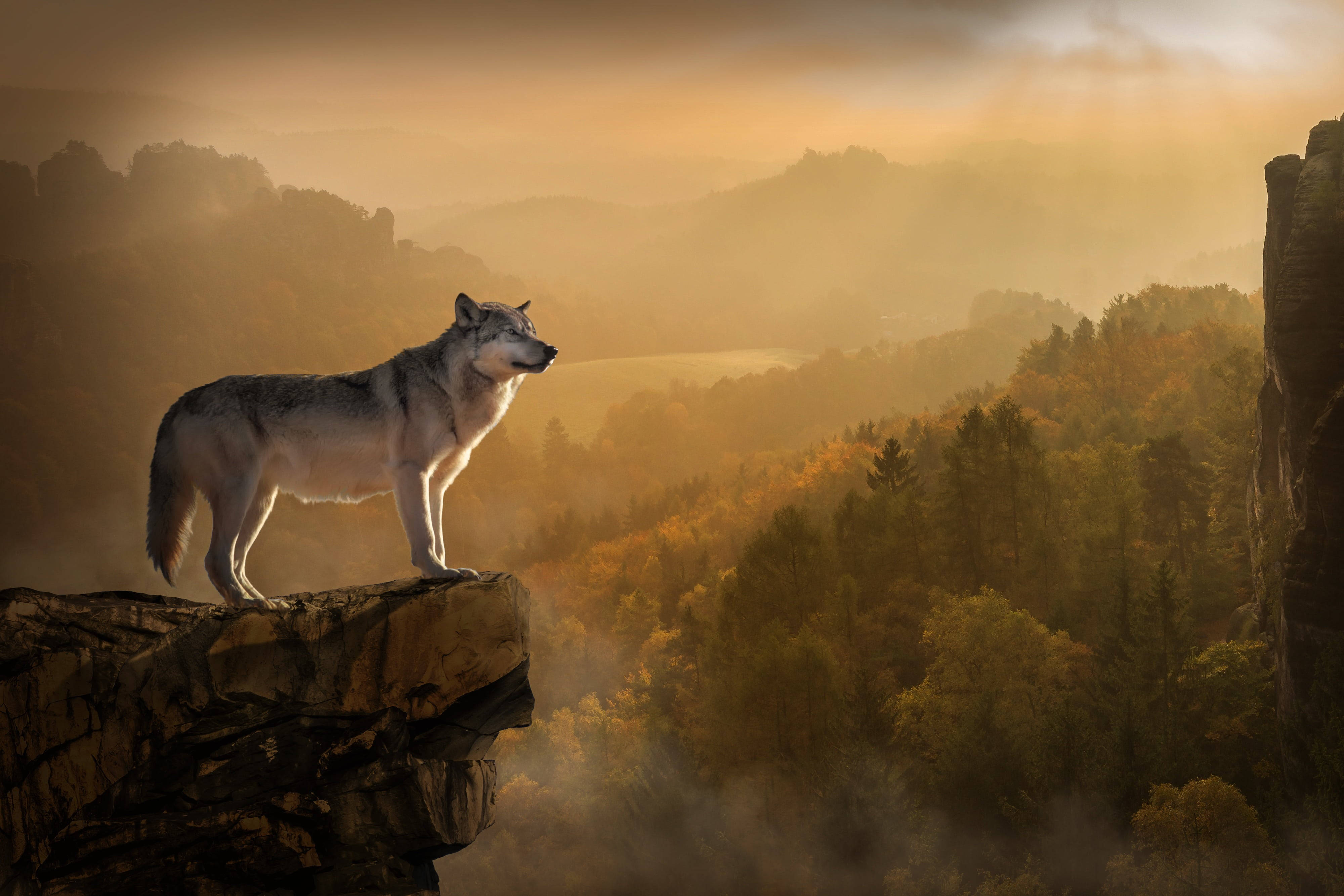 anime wolf, cliff, forest, 4K Desktop Wallpaper
