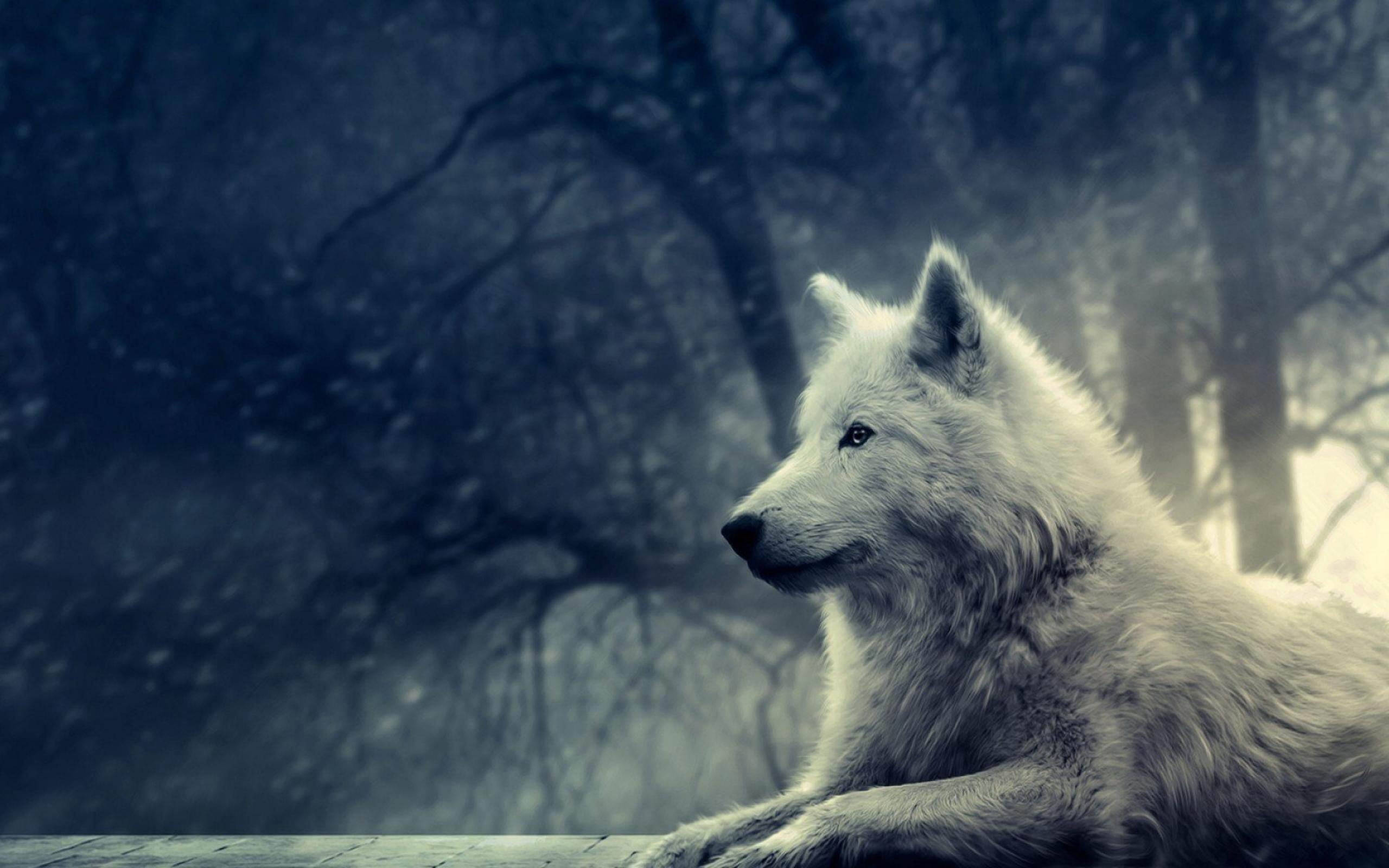 anime wolf, white wolf, misty winter forest, 2K Desktop Wallpaper