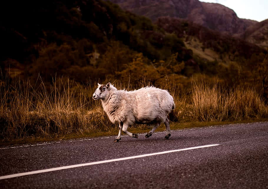 Sheep, Animal Crossing, mountain road, SD Desktop Wallpaper