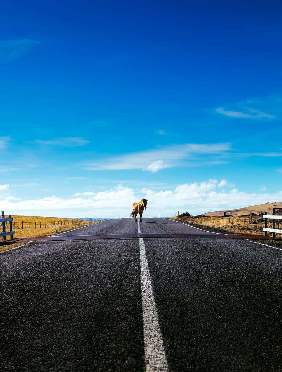 horse, Animal Crossing, long straight road, SD Phone Wallpaper