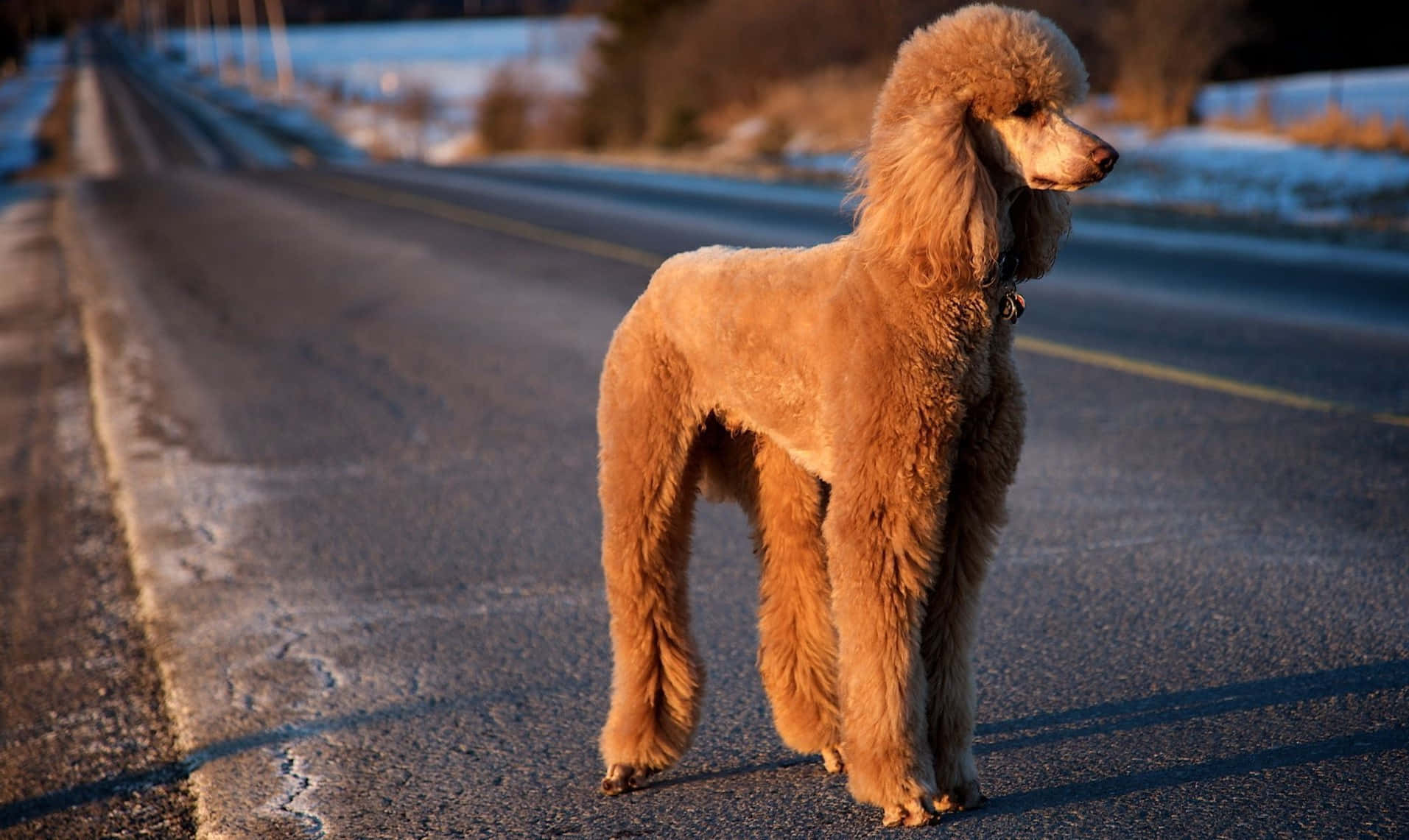 brown poodle dog, golden poodle, snowy roadside, HD Desktop Wallpaper