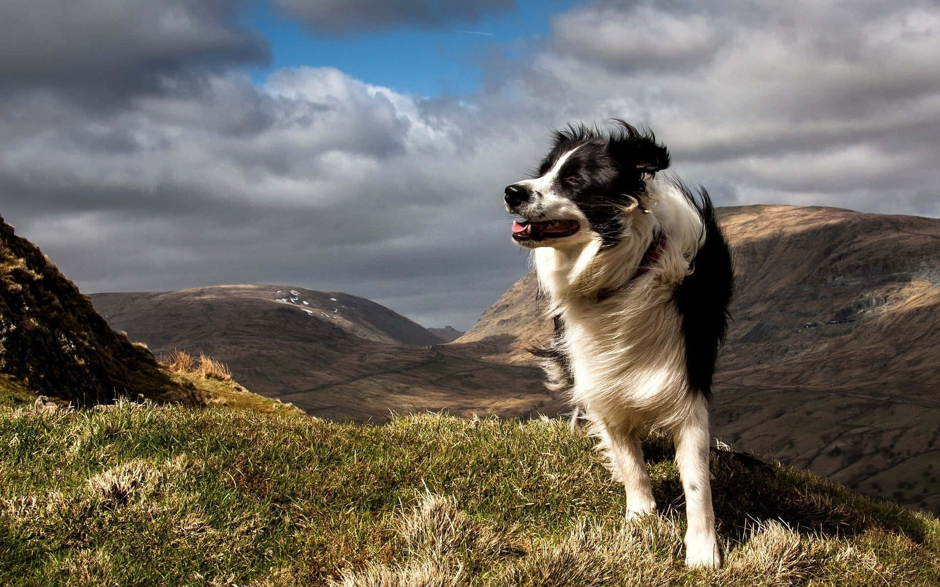 border collie, grassy hilltop, rolling brown mountains, Full HD Desktop Wallpaper