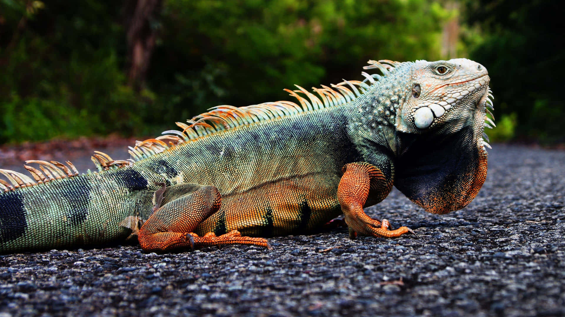 iguana, Animal Crossing, asphalt road, Full HD Desktop Wallpaper