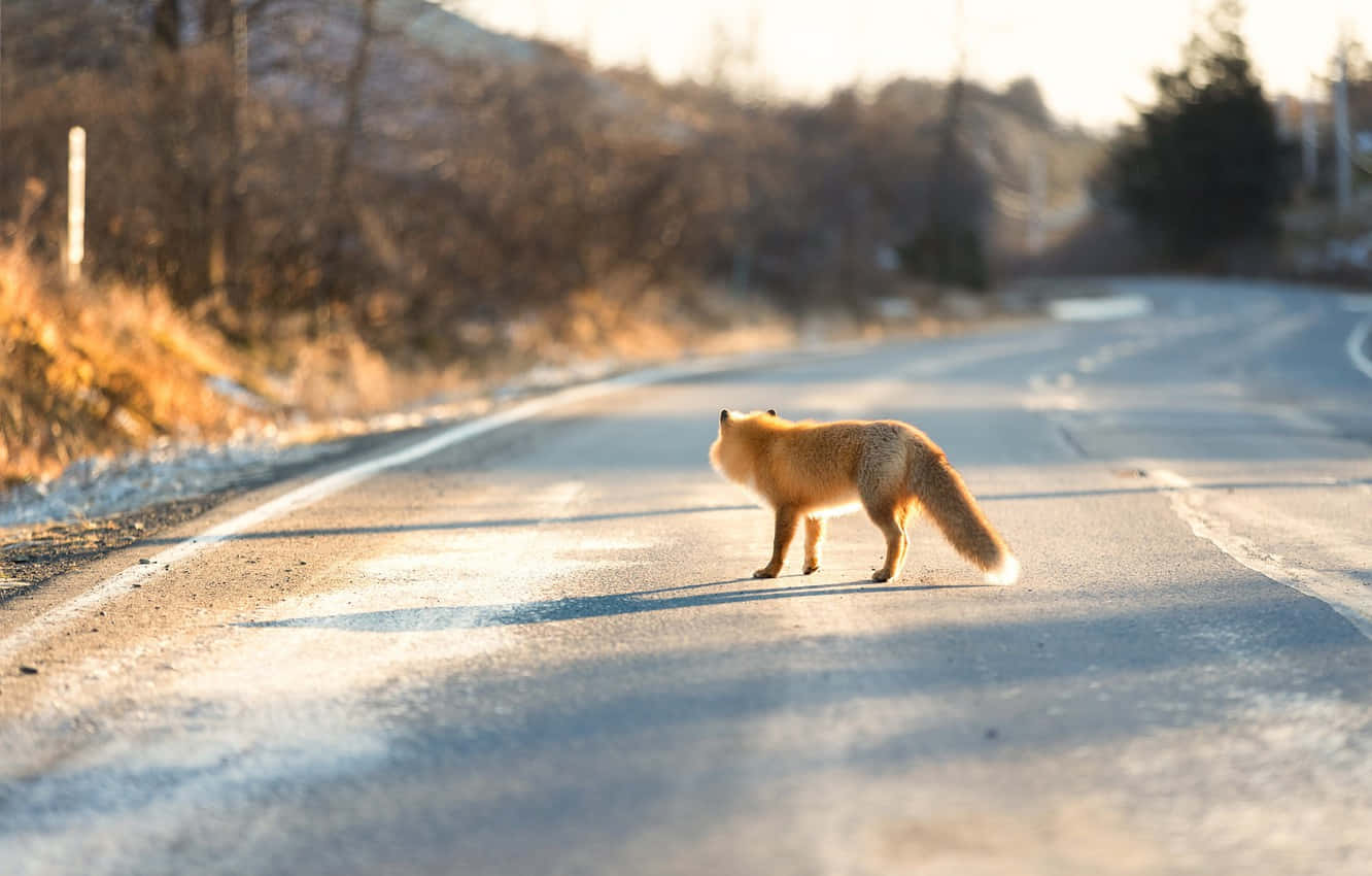fox, Animal Crossing, highway, HD Desktop Wallpaper