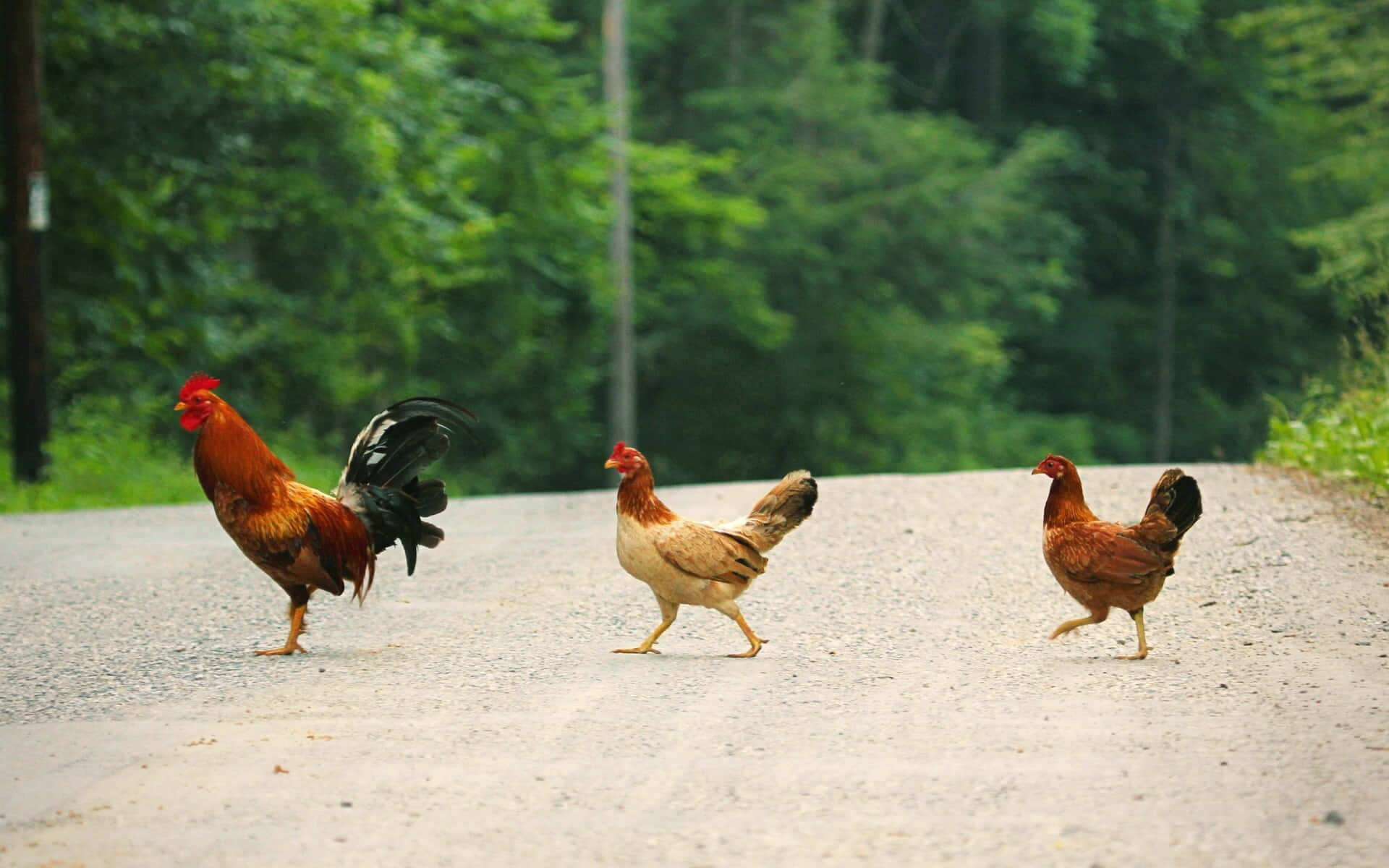 Chicken, Rooster, Animal Crossing, Full HD Desktop Wallpaper