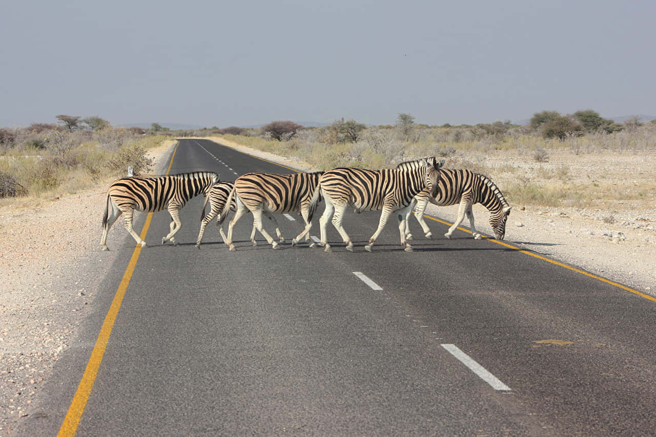 zebras, Animal Crossing, asphalt road, HD Desktop Wallpaper