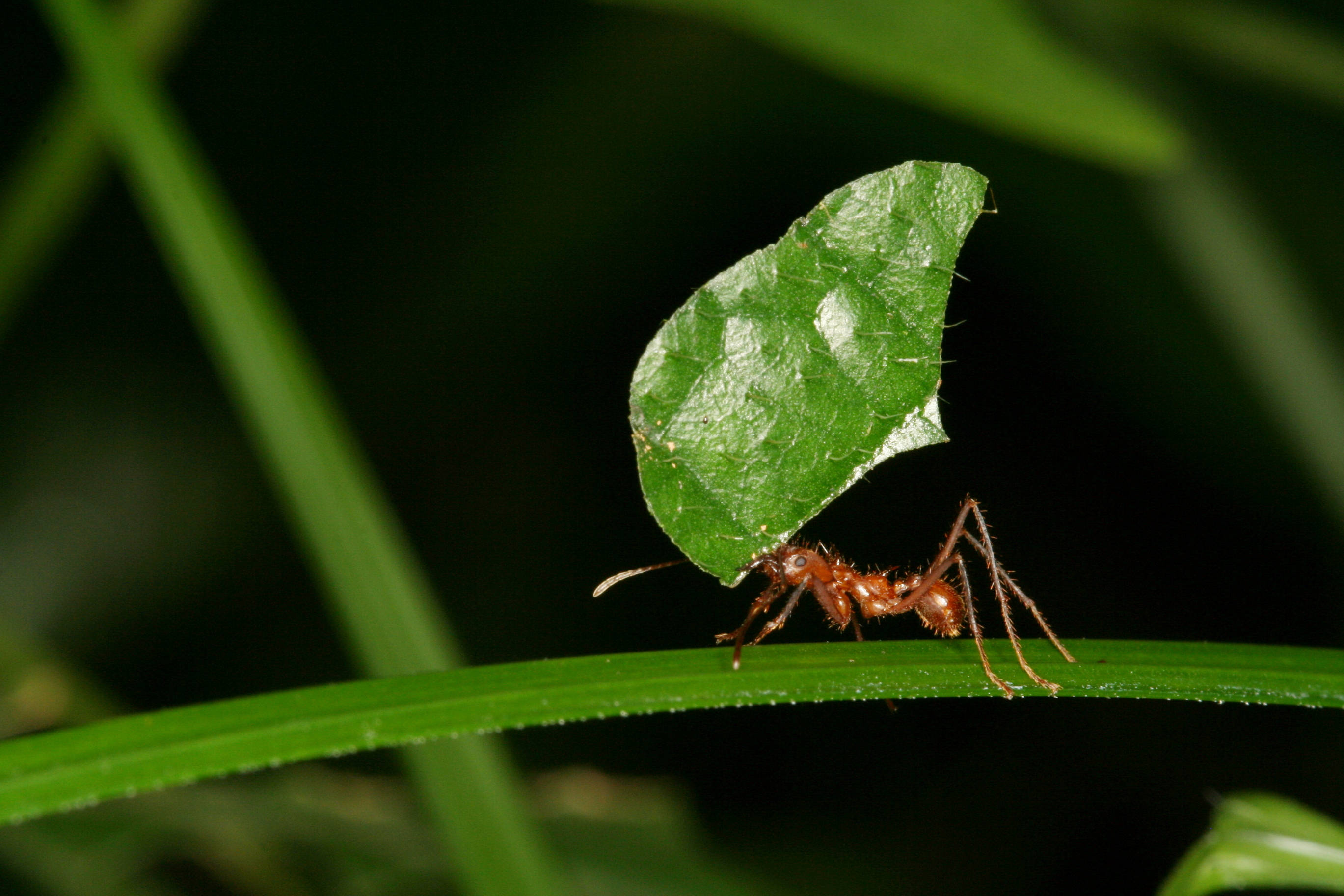 Grass Ant, reddish-brown ant, large green leaf fragment, 2K Desktop Wallpaper