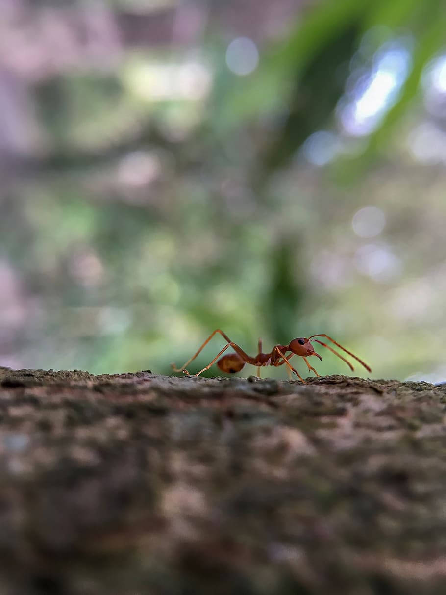 selective focus ant, reddish-brown ant, rough tree bark, SD Phone Wallpaper