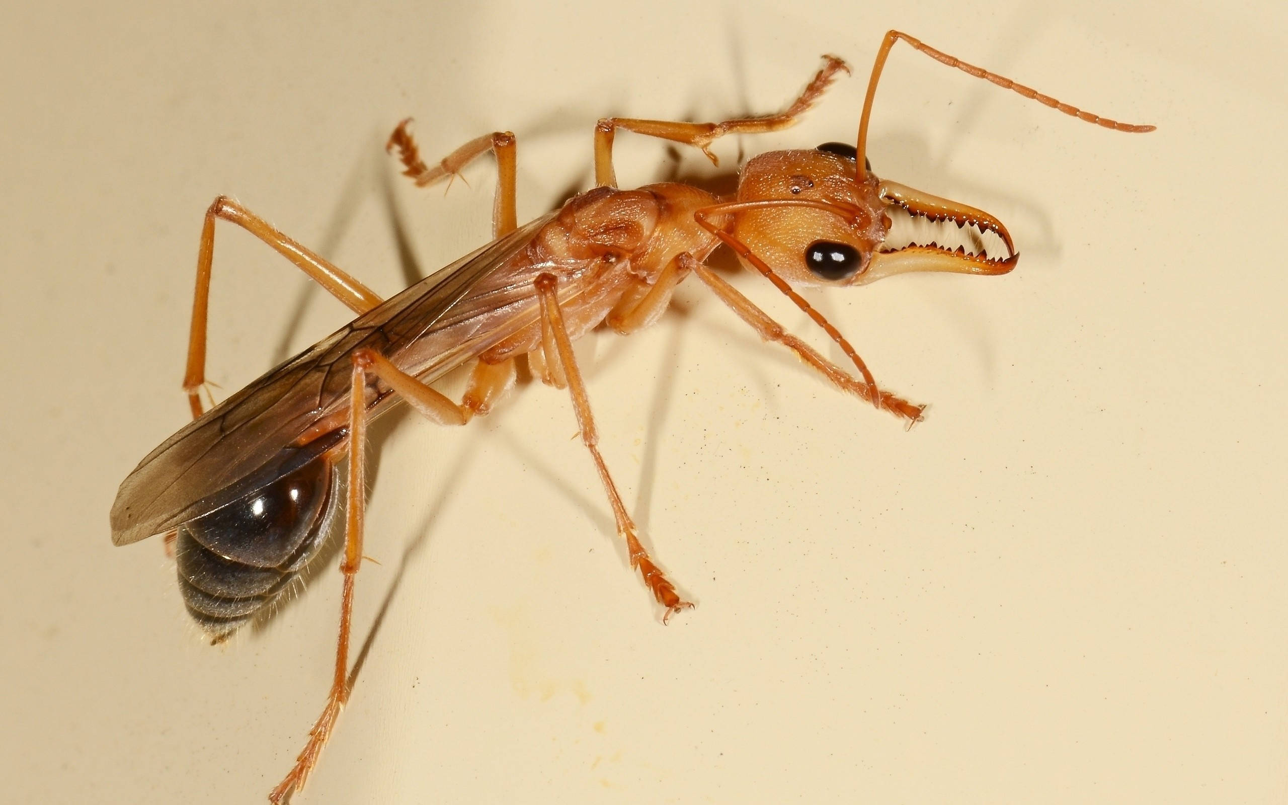 cream ant, reddish-brown ant, prominent mandibles, 2K Desktop Wallpaper