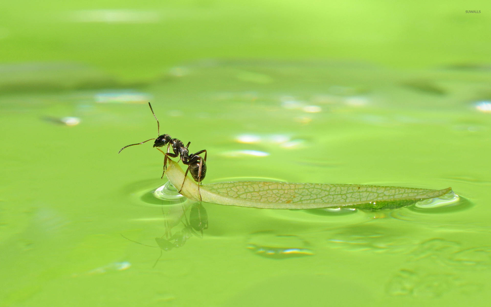 ant, leaf, vibrant green water, Full HD Desktop Wallpaper