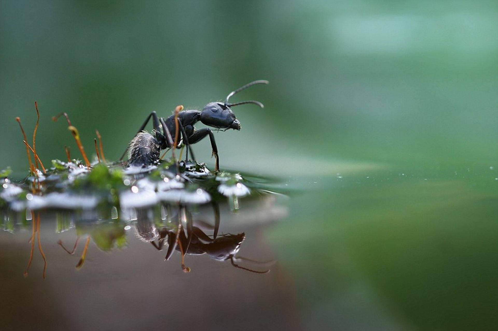 black ant, mossy surface, clear reflection in water, Full HD Desktop Wallpaper