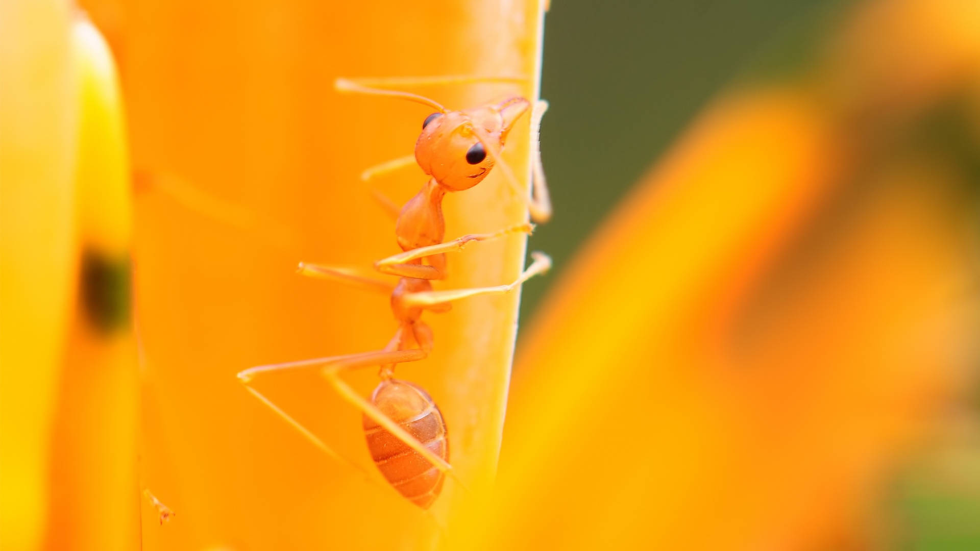 orange ant, vibrant yellow flower petal, sunlit macro shot, Full HD Desktop Wallpaper