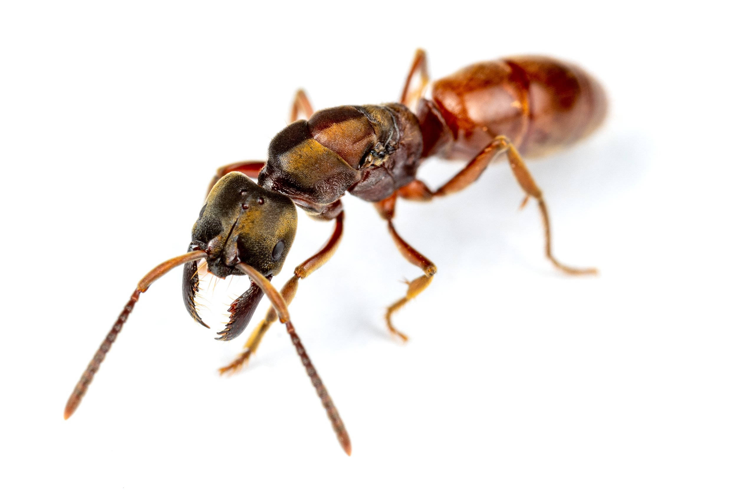whole body ant, reddish-brown ant, mandibles, Full HD Desktop Wallpaper