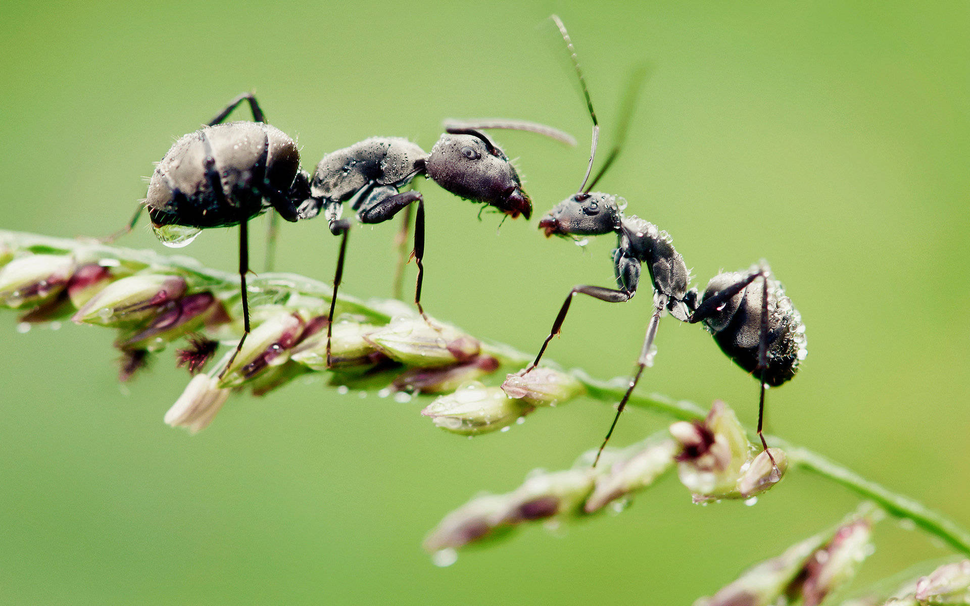 green background, black ants, dew-covered grass, Full HD Desktop Wallpaper